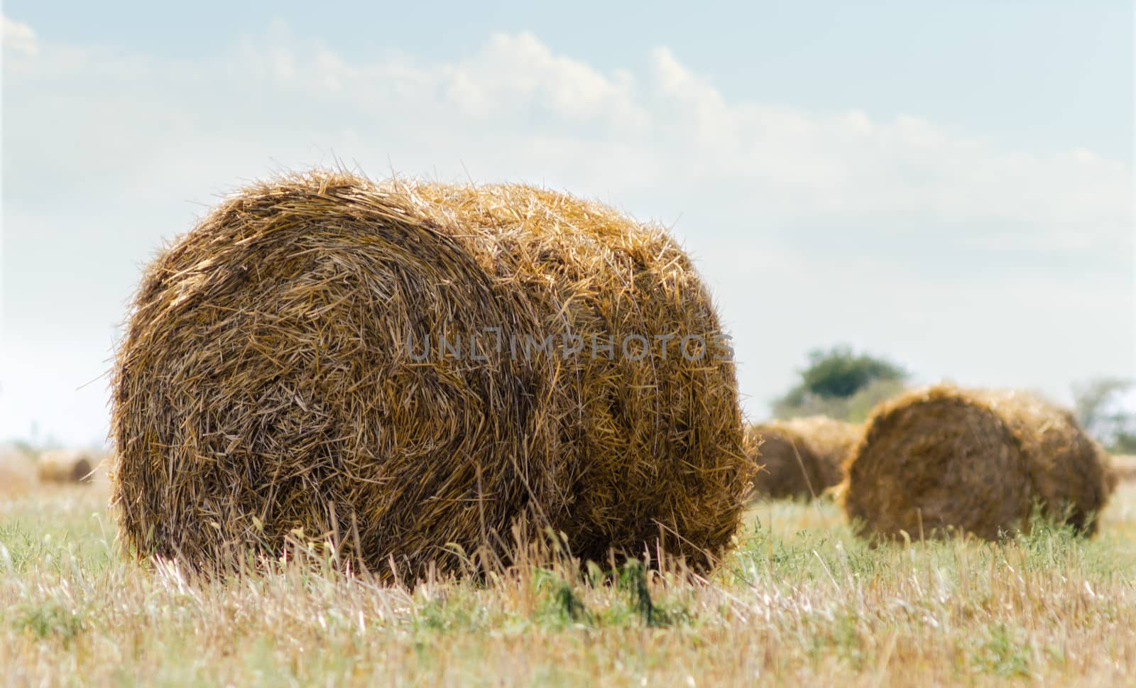 autumn landscape round haystacks in green grass on a background of trees and sky with clouds