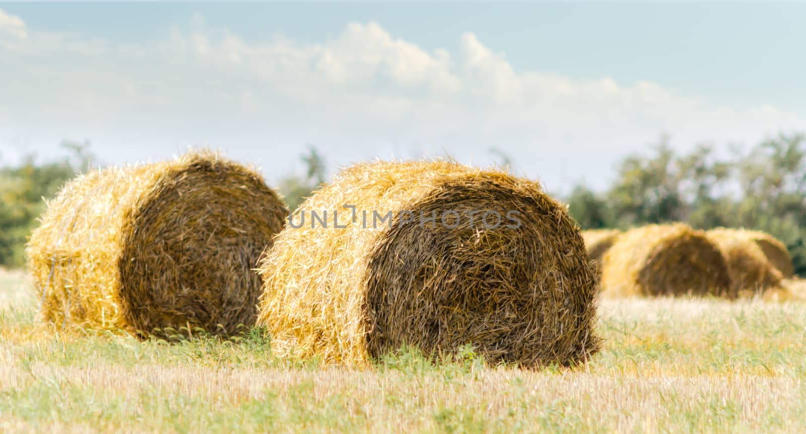 autumn landscape round haystacks in green grass on a background of trees and sky with clouds