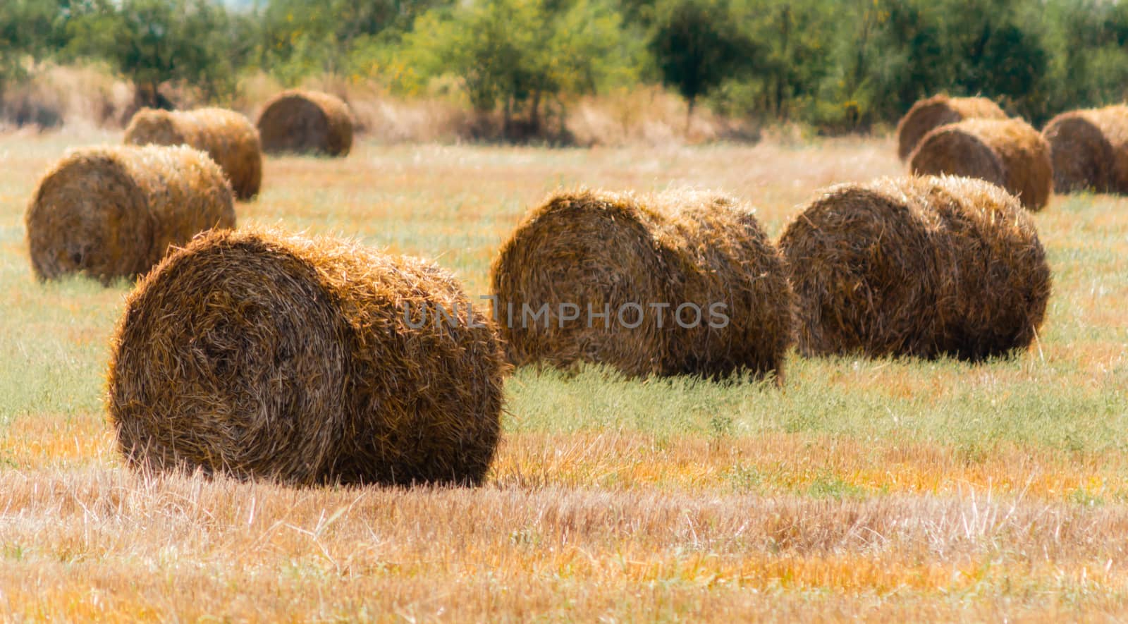 autumn landscape round haystacks in green grass on a background of green trees