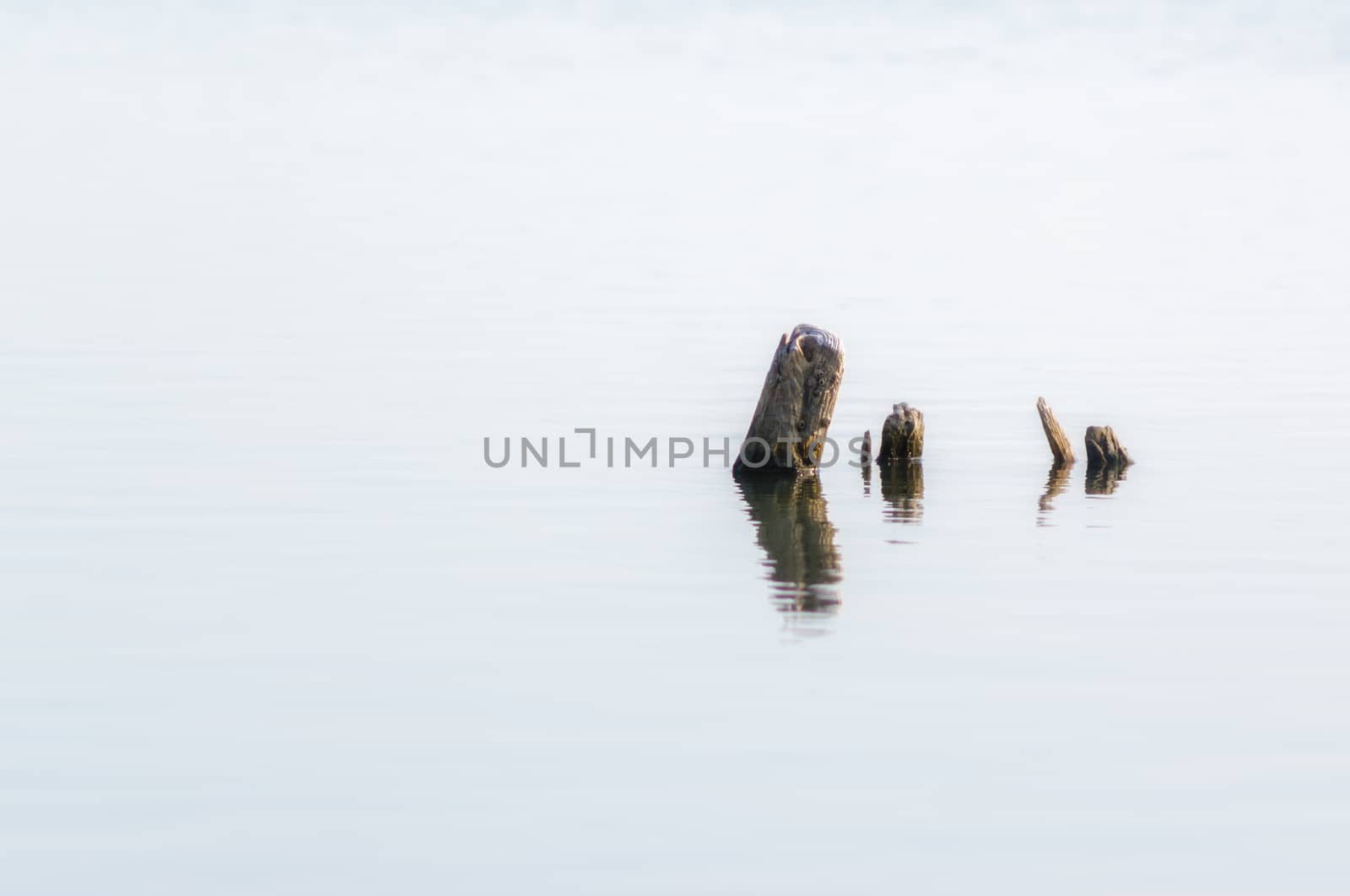 wooden posts in calm lake water in the afternoon autumn background