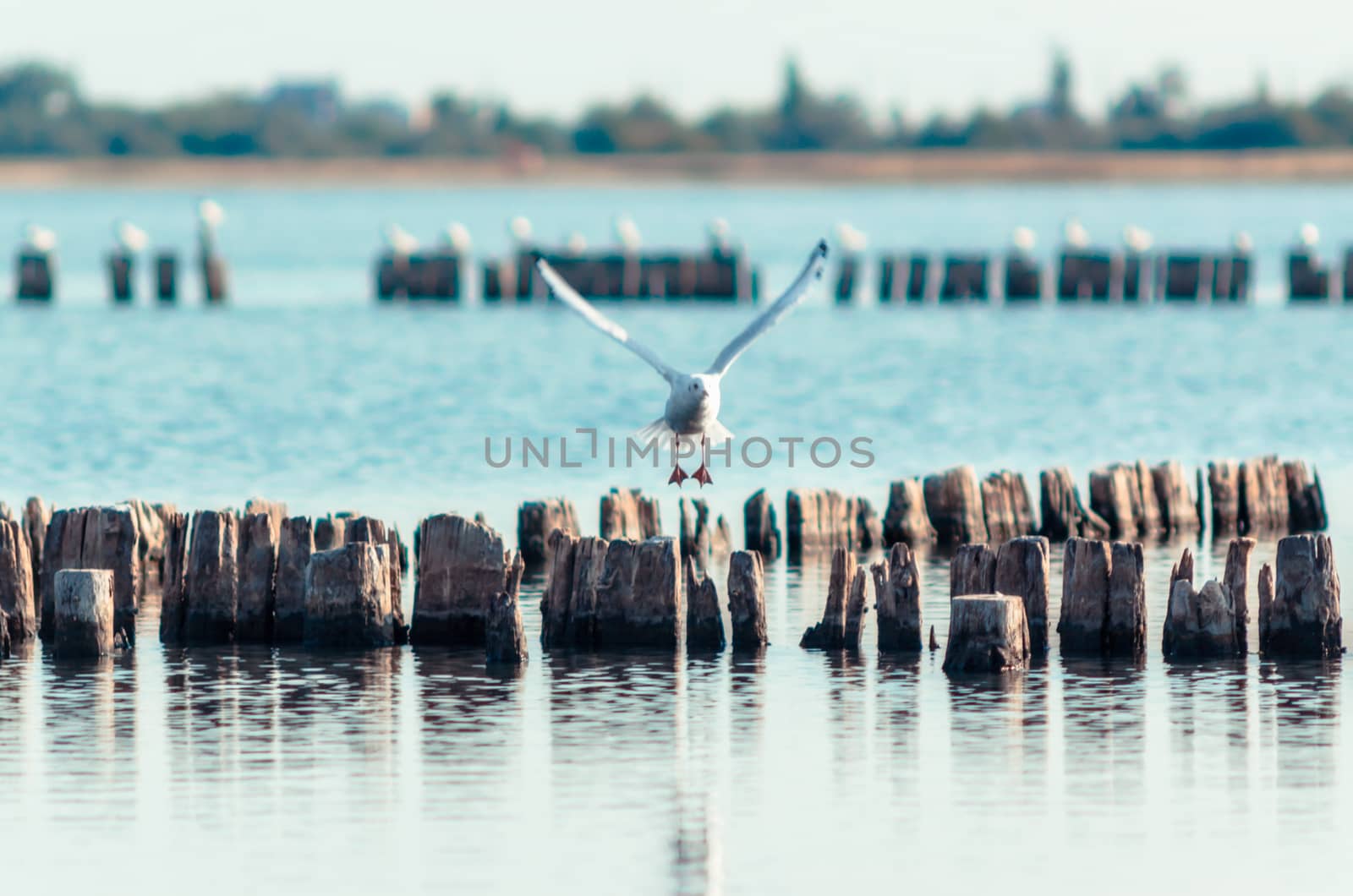 flying bird seagull over wooden posts in calm water of a lake in the afternoon autumn
