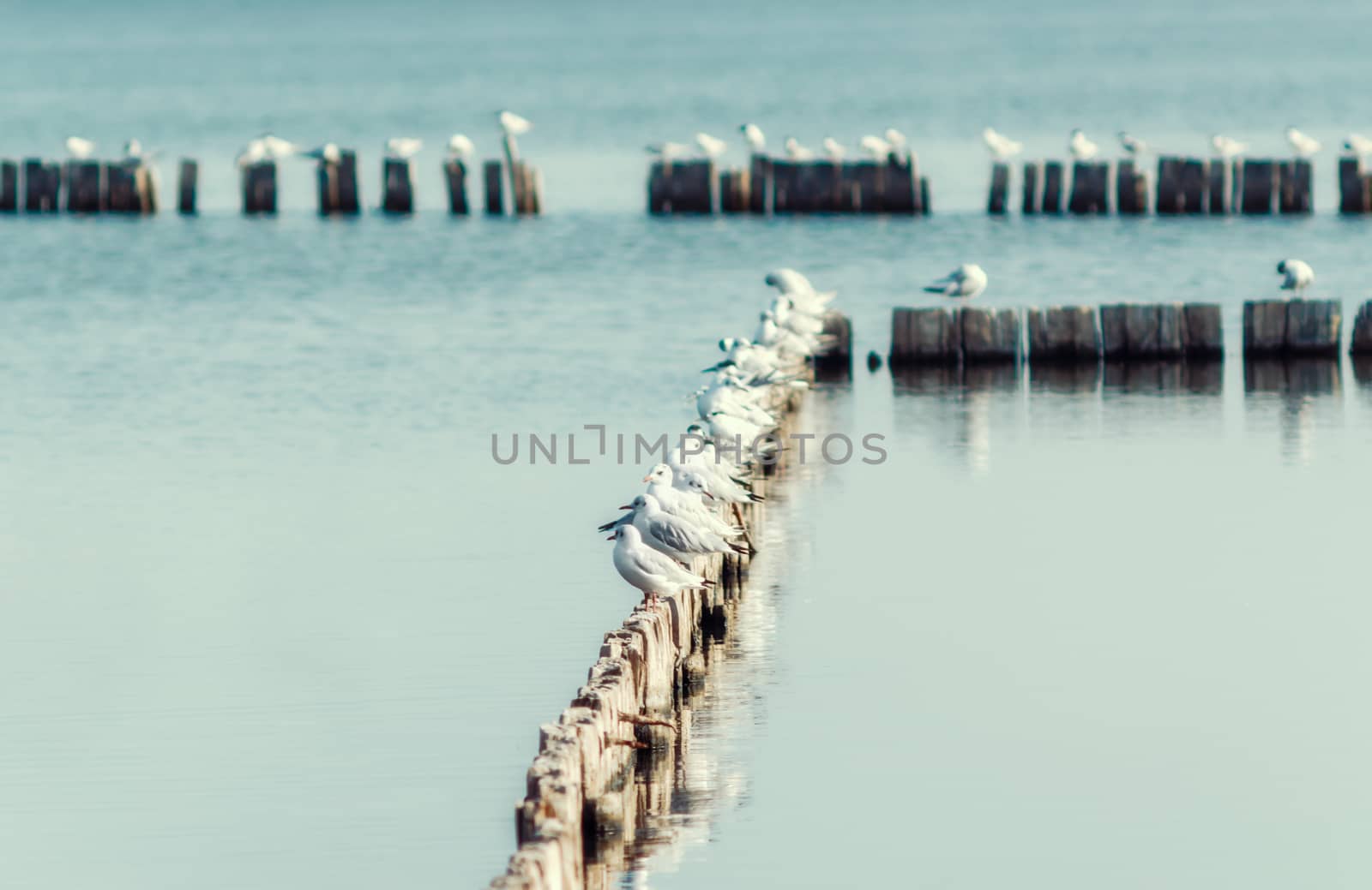 seagull birds sit on wooden posts in calm water of the lake in the afternoon autumn