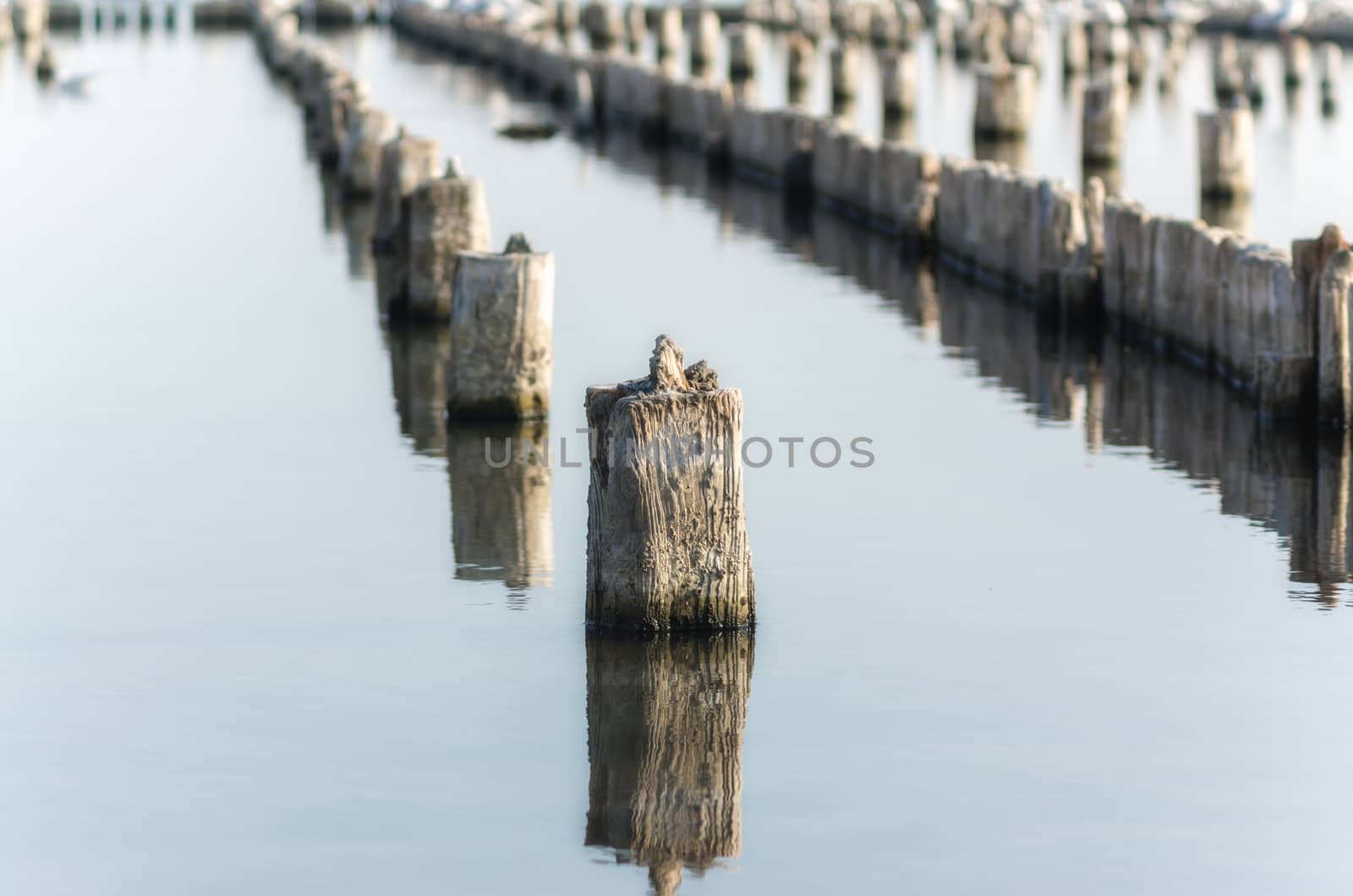 wooden posts in calm lake water in the afternoon autumn