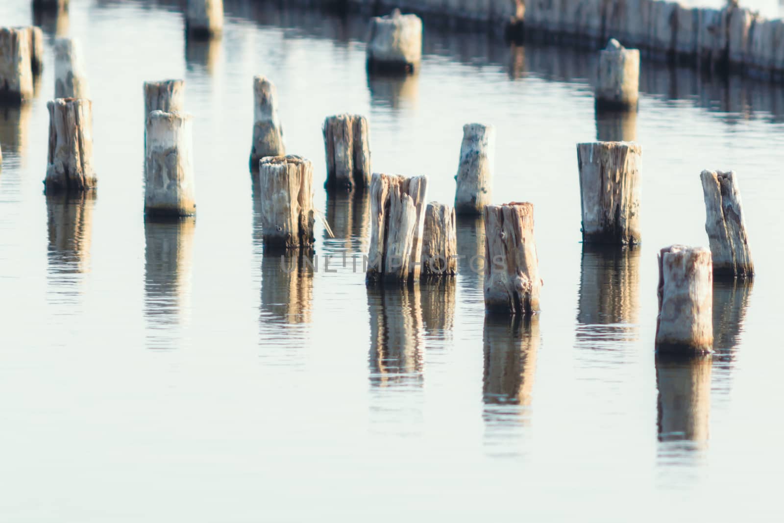 wooden posts in calm lake water in the afternoon autumn