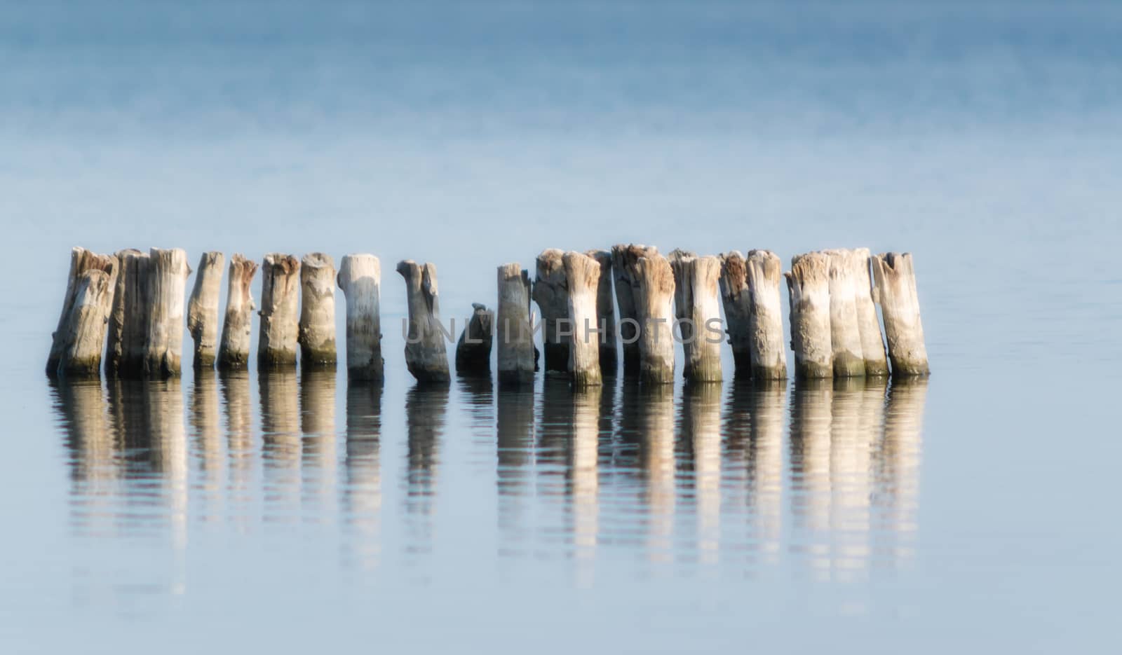 wooden posts in calm lake water in the afternoon autumn
