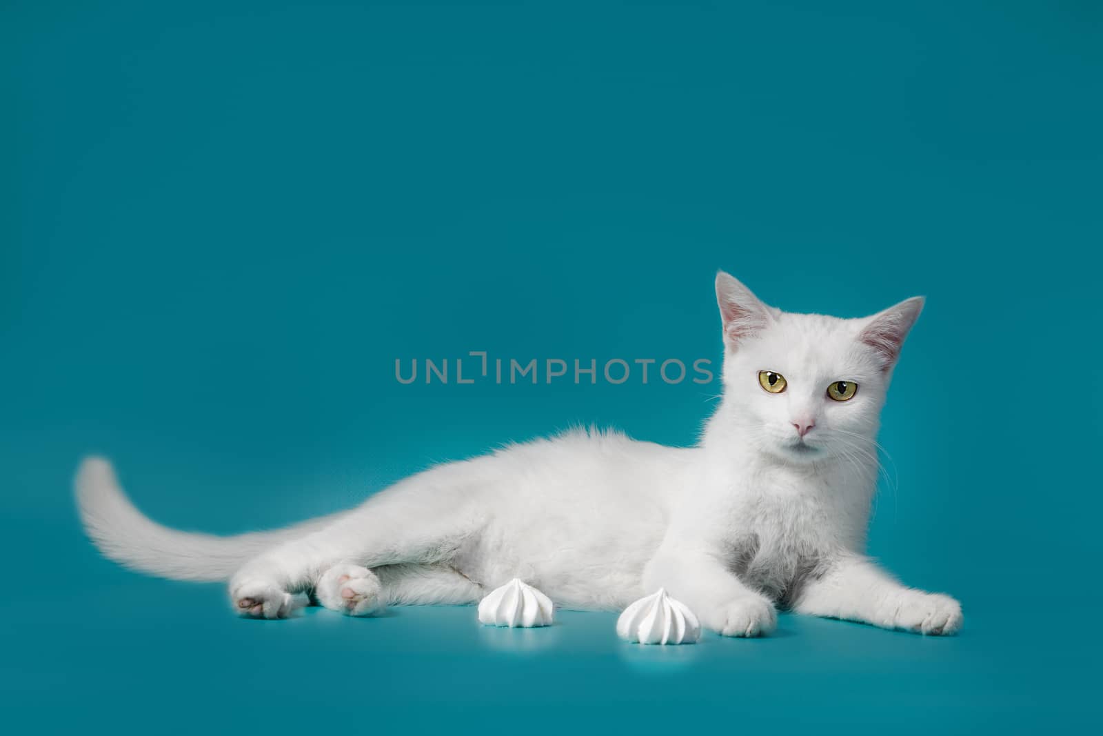 white contented cat lies on a turquoise background next to sweet meringues