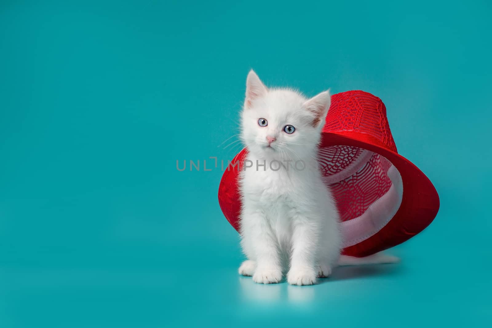 white fluffy blue eyed kitten under a red summer hat on a turquoise background