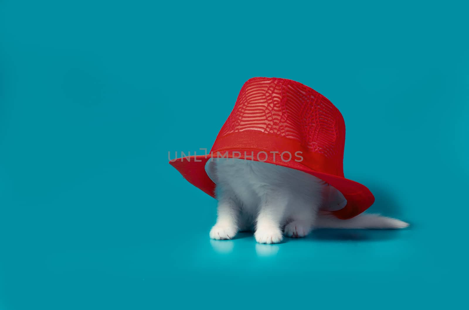 little white fluffy kitten is hiding under a red hat on a turquoise background