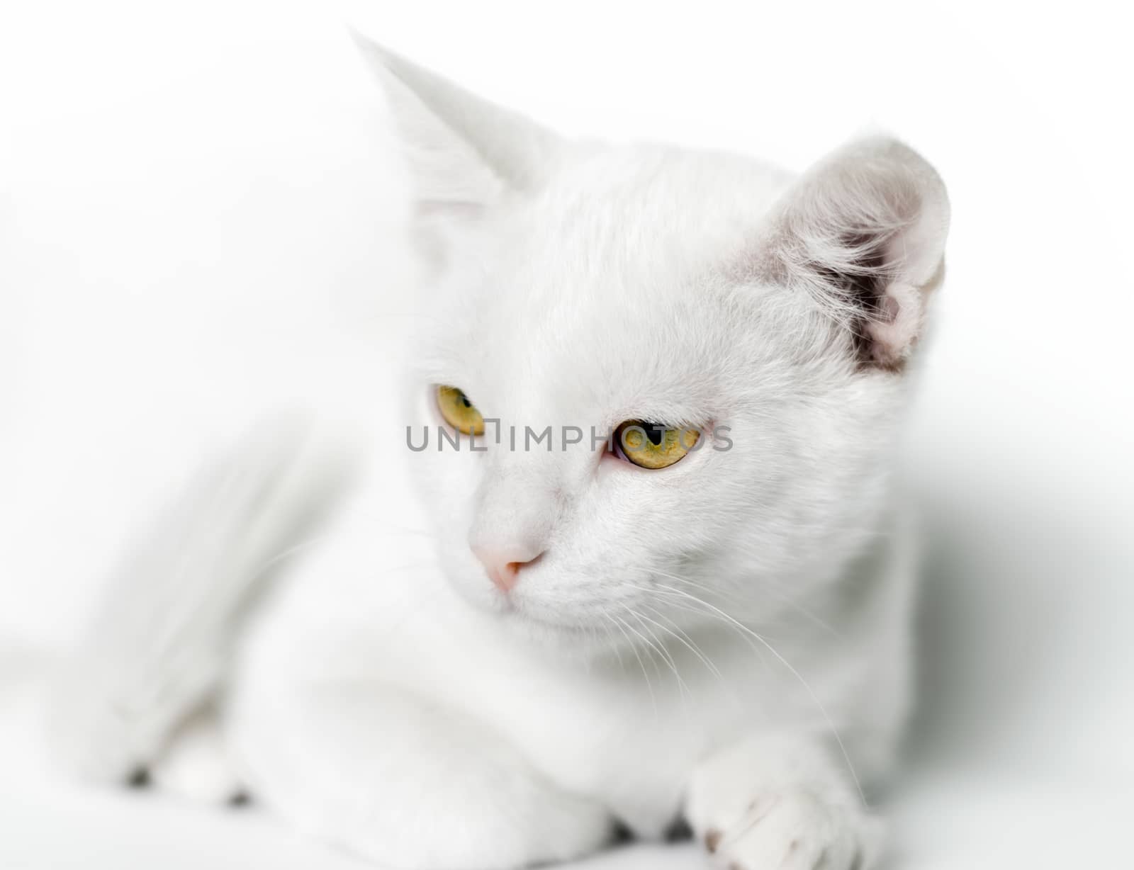 portrait of a white cat with yellow eyes closeup