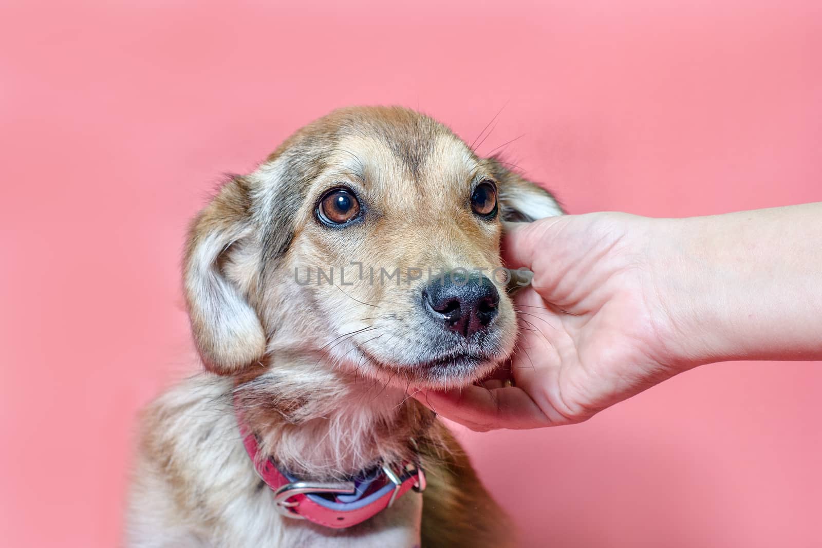 female hand scratches overbred puppy ear on pink background
