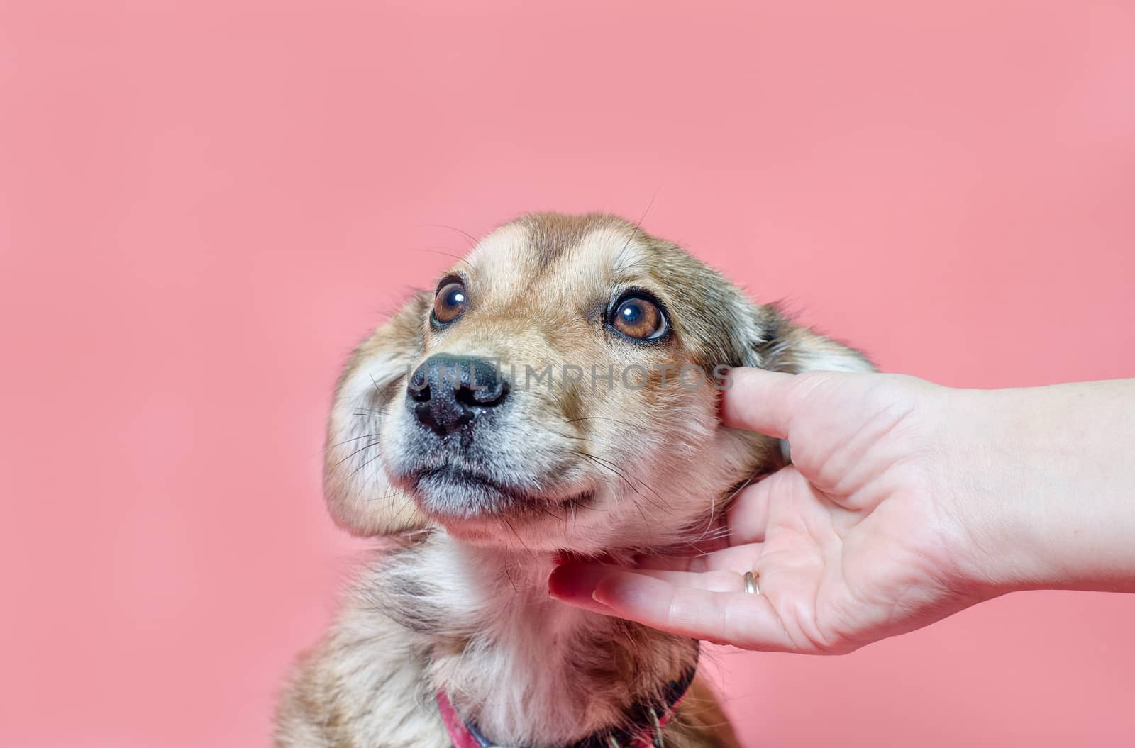 female hand scratches overbred puppy ear on pink background