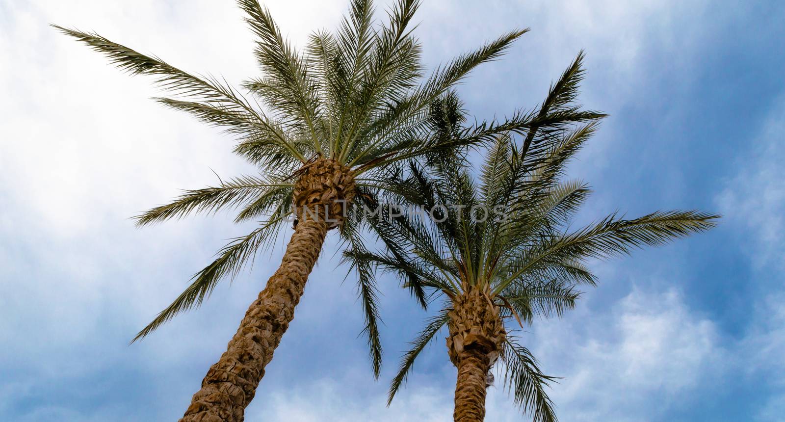 background of tall palm trees against a blue sky and clouds in Egypt