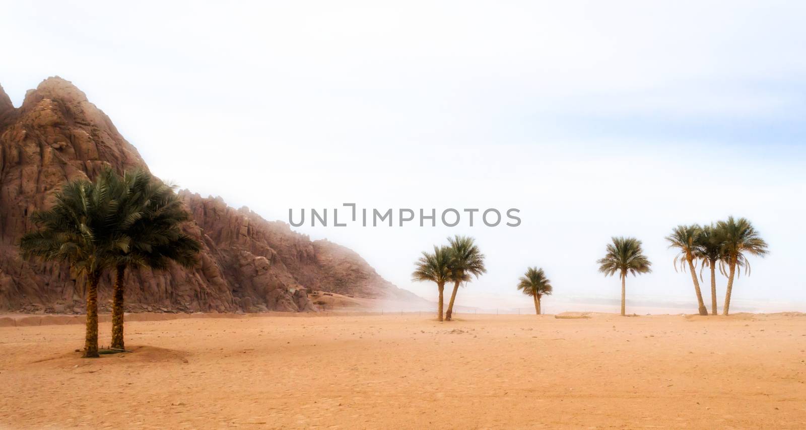 trip to the desert with palm trees and rocky mountains in Egypt in Sharm El Sheikh