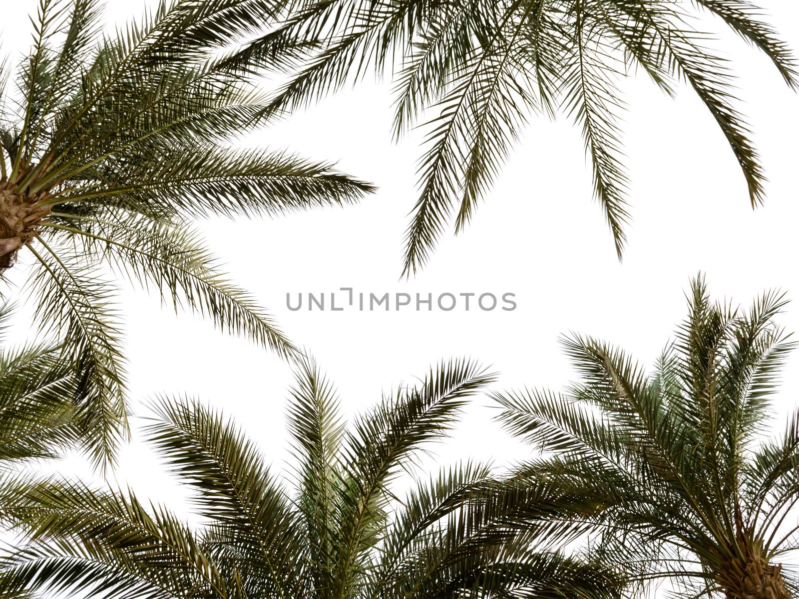 pattern of palm branches on a white background in Egypt