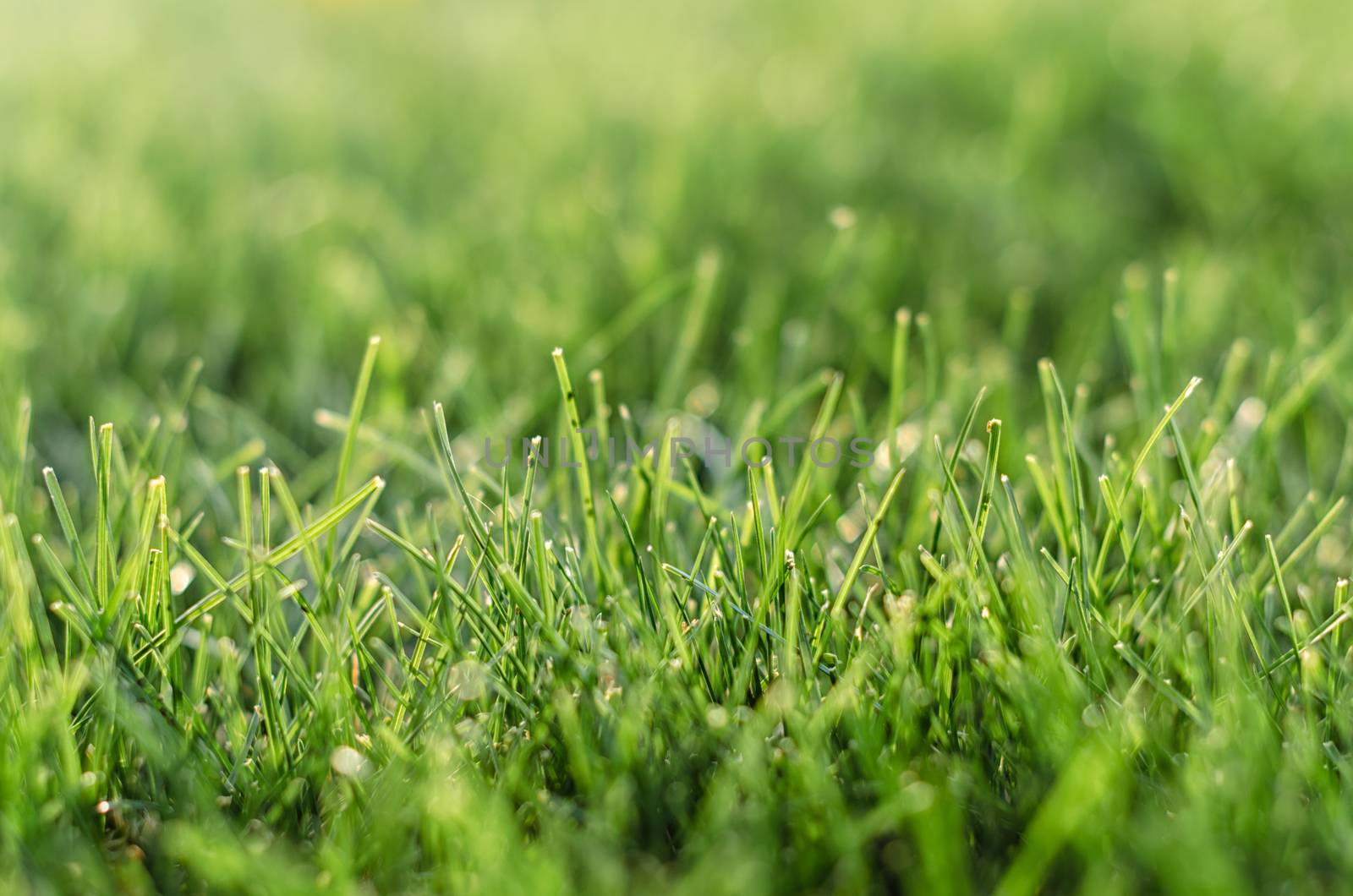 background green grass pattern close up