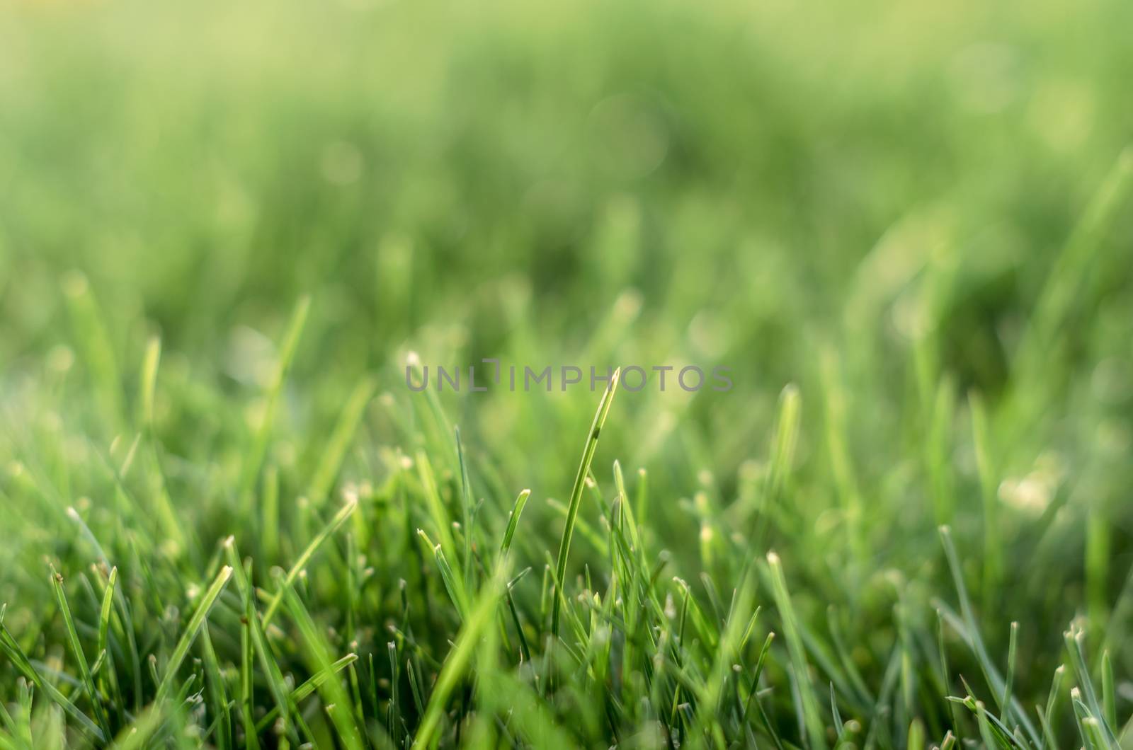background green grass pattern close up