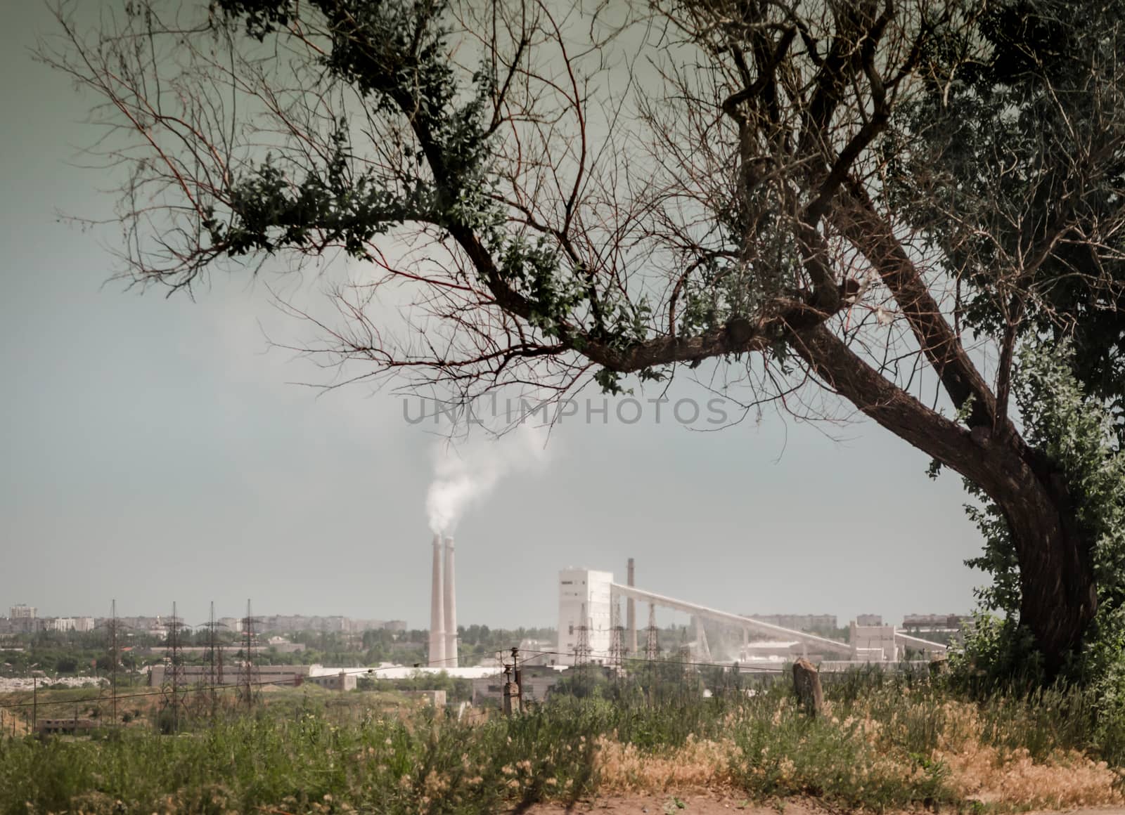 factory with smoky pipes on the background of a tree with dried branches and gray sky in Ukraine