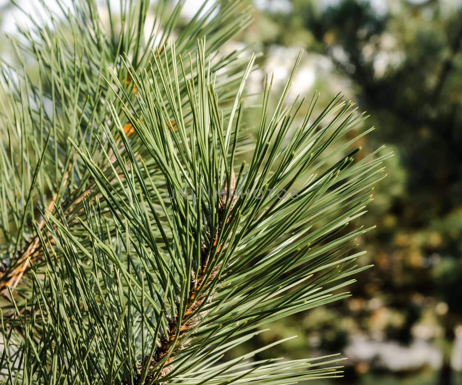 spruce branch with long green needles close up