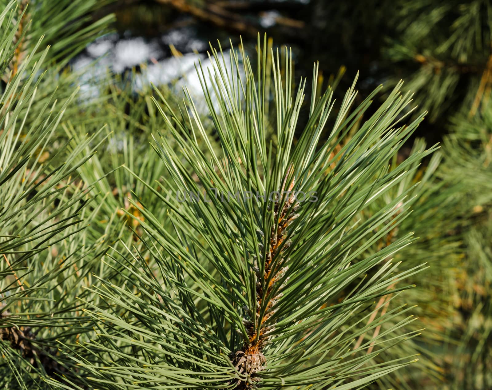spruce branch with long green needles close up