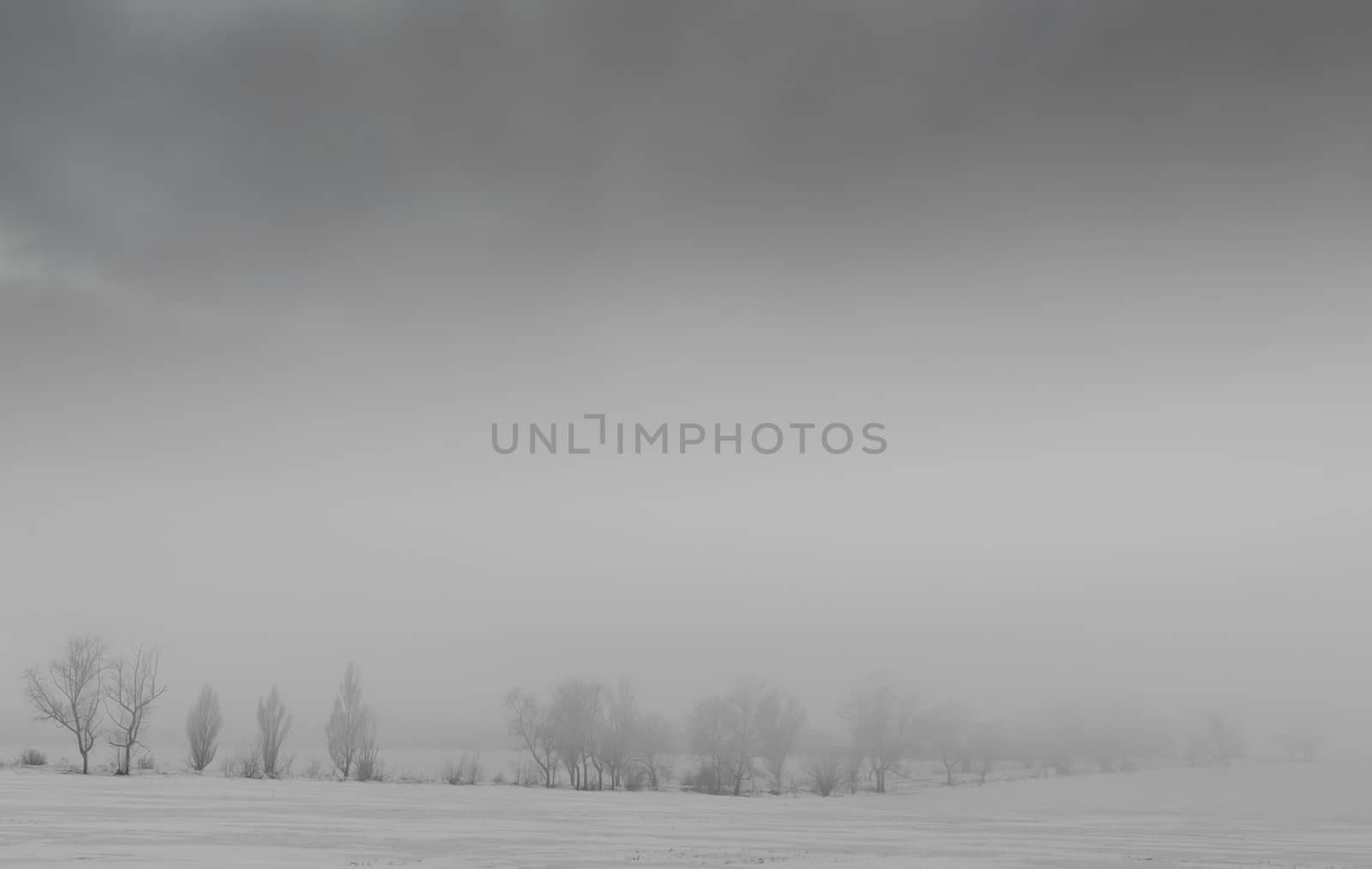 winter landscape snow on the ground and trees without leaves in the fog