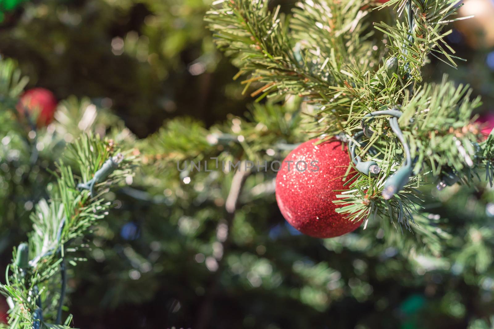 Red ball ornament hanging on Christmas pine branches at daytime light close-up by trongnguyen