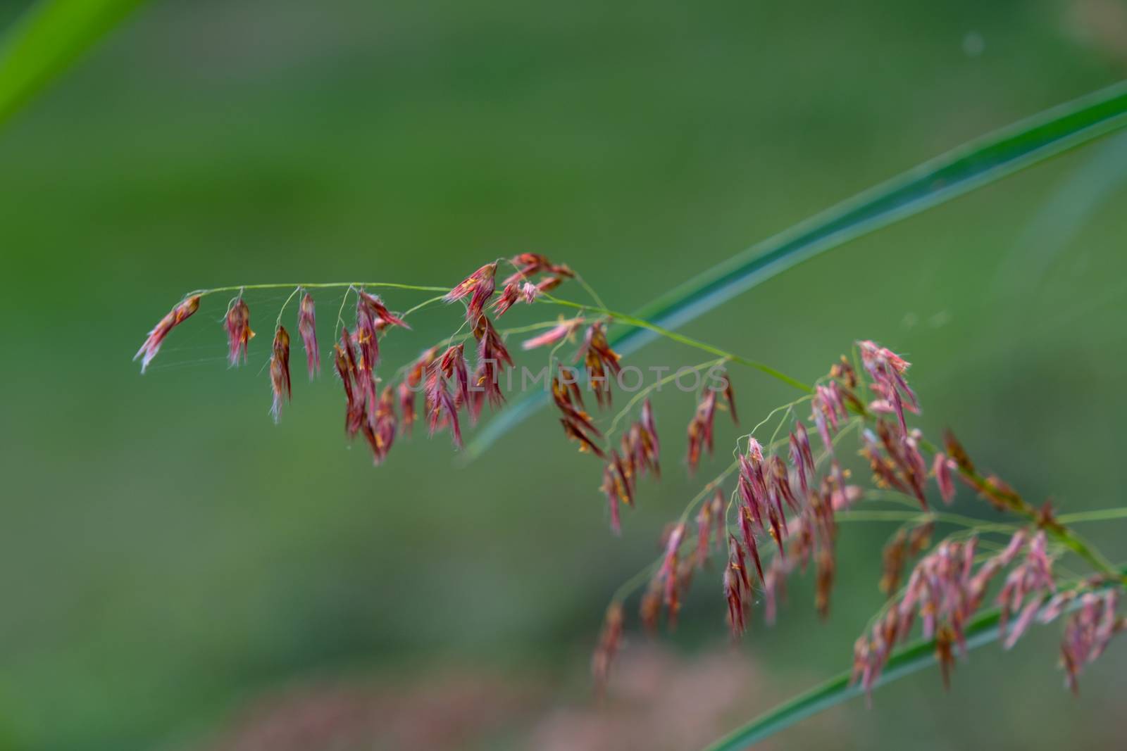 Select focus of grass flower with blur background by peerapixs