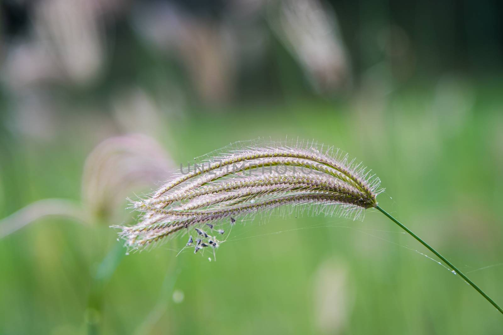 Select focus of grass flower with blur background