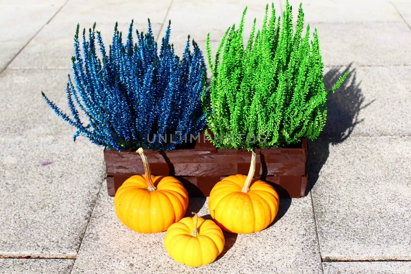 The picture shows a heather and pumpkins