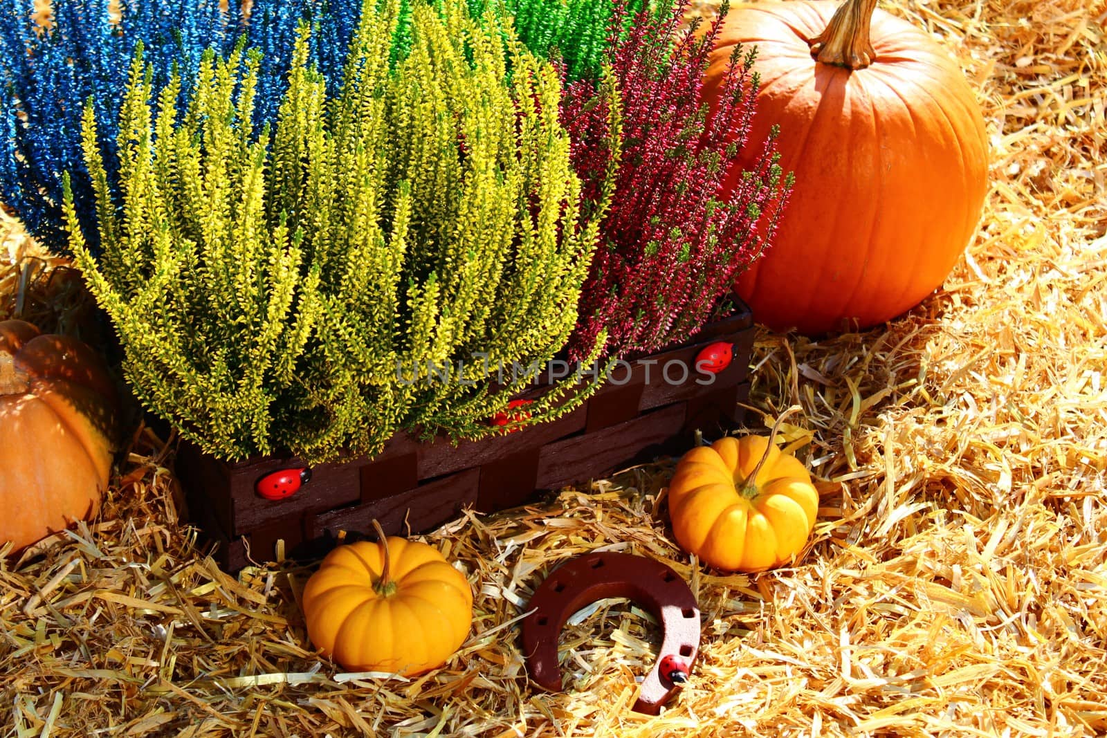 heather flowers and pumpkins in the straw by martina_unbehauen