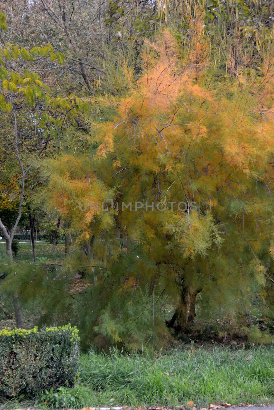 Autumn breaths in the city park
The season's vegetation is fantastic
Come see this fall on your travels