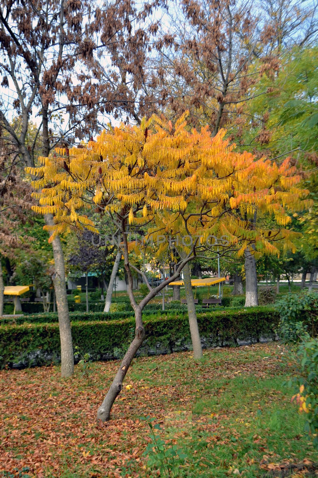 Autumn breaths in the city park
The season's vegetation is fantastic
Come see this fall on your travels