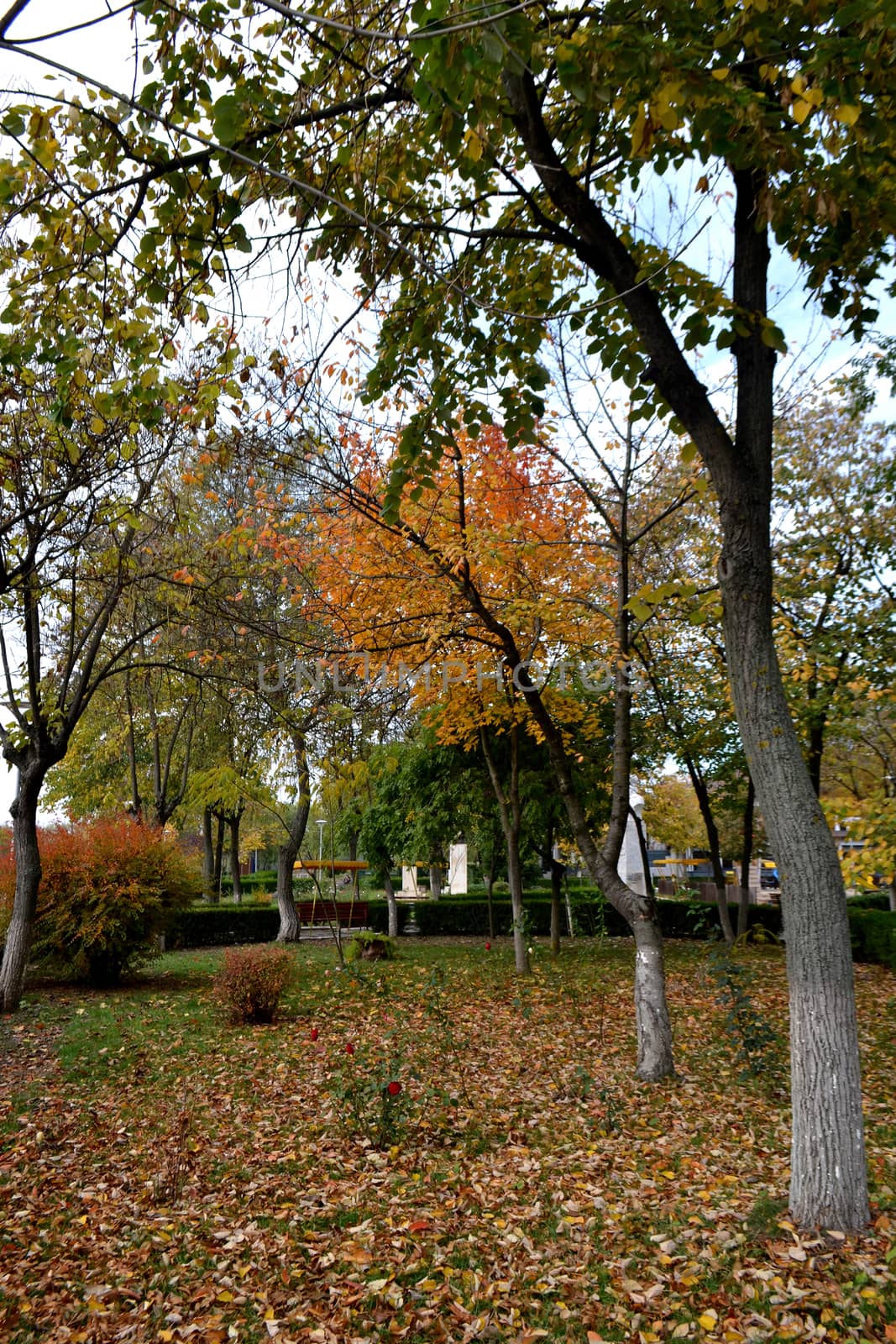 Autumn breaths in the city park
The season's vegetation is fantastic
Come see this fall on your travels