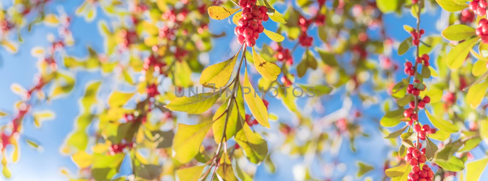 Panoramic beautiful Texas Winterberry Ilex Decidua red fruits on tree branches on sunny fall day by trongnguyen