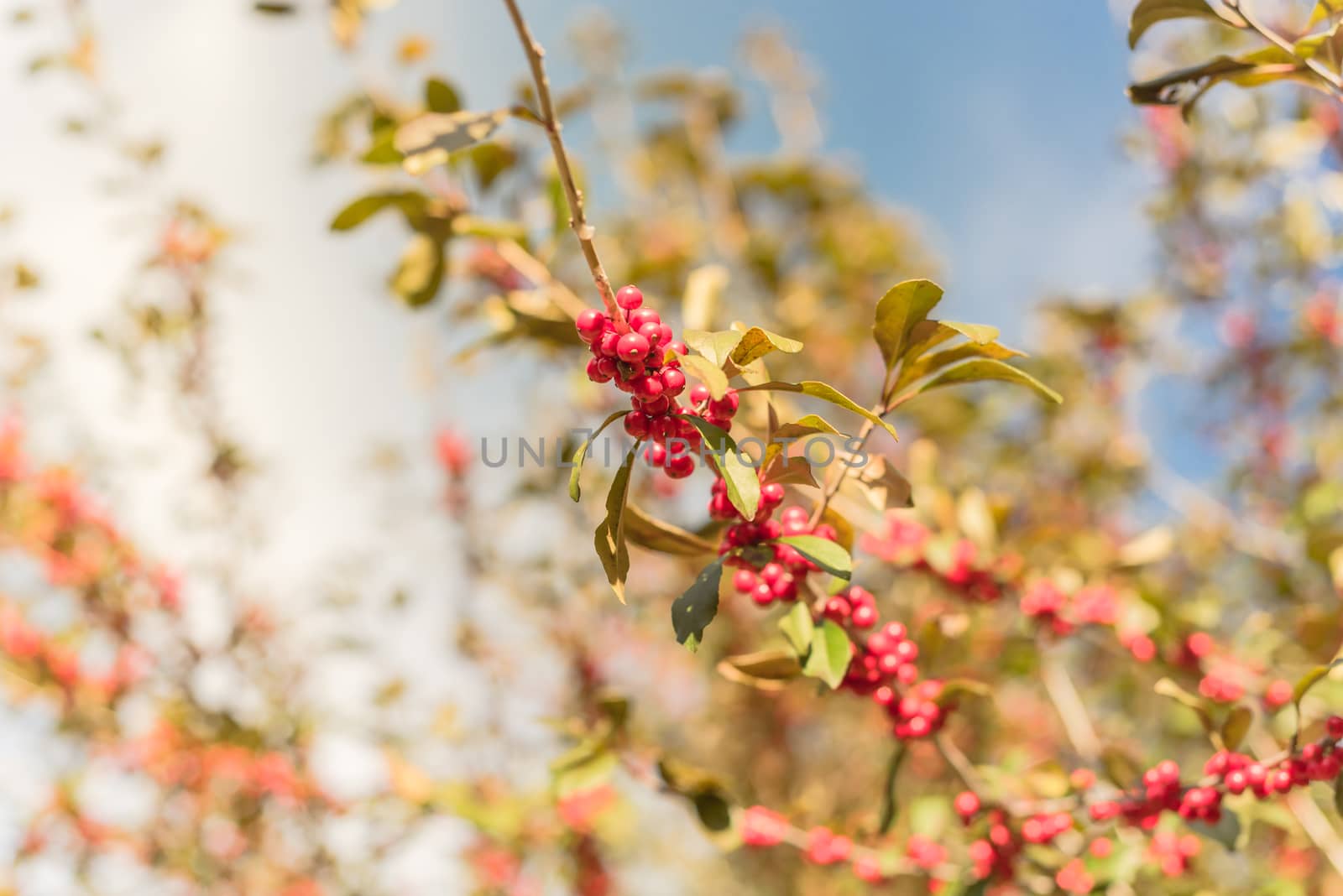 Beautiful Texas Winterberry Ilex Decidua red fruits on tree branches on sunny fall day by trongnguyen