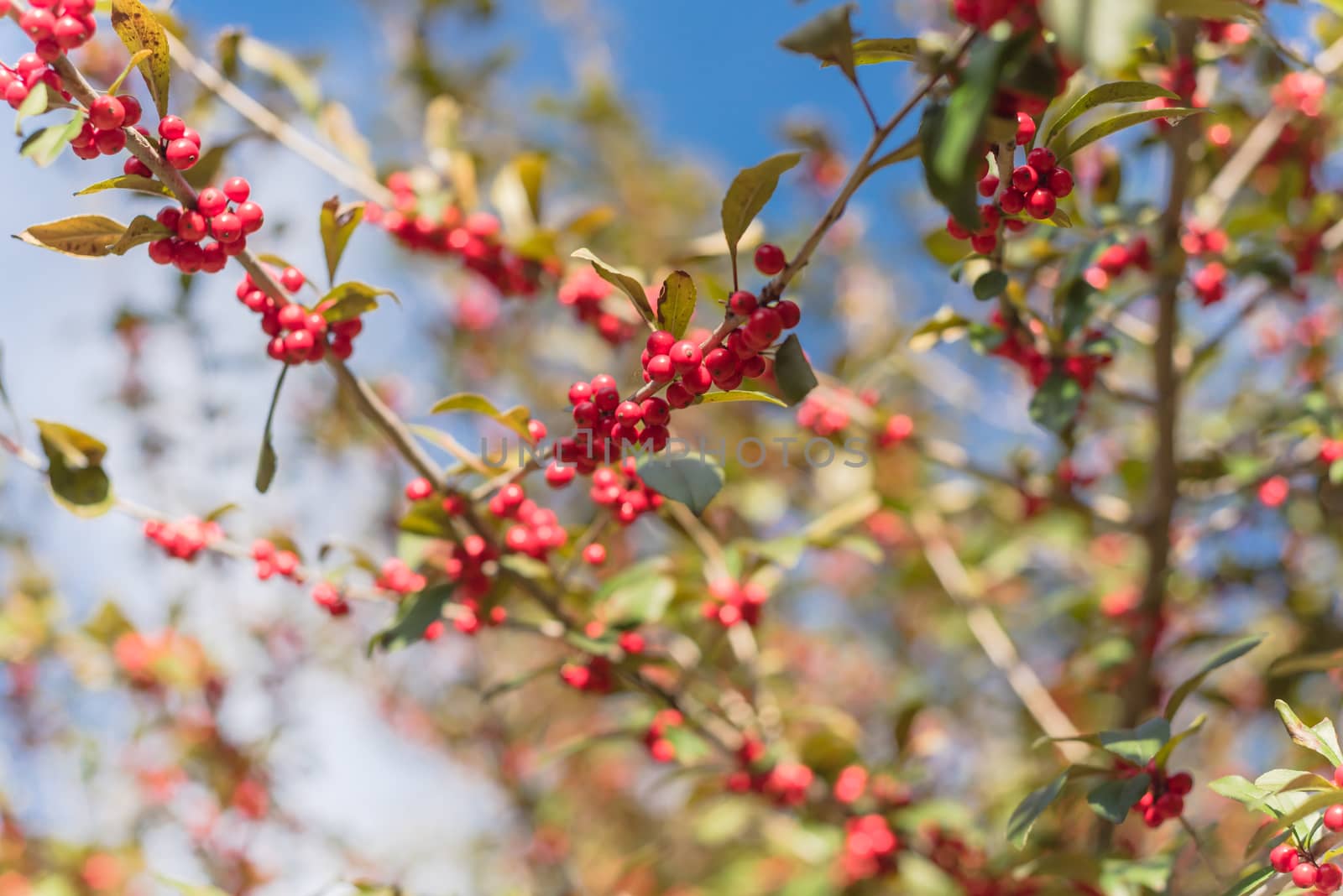 Texas Winterberry Ilex Decidua red fruits on tree branches on sunny fall day by trongnguyen