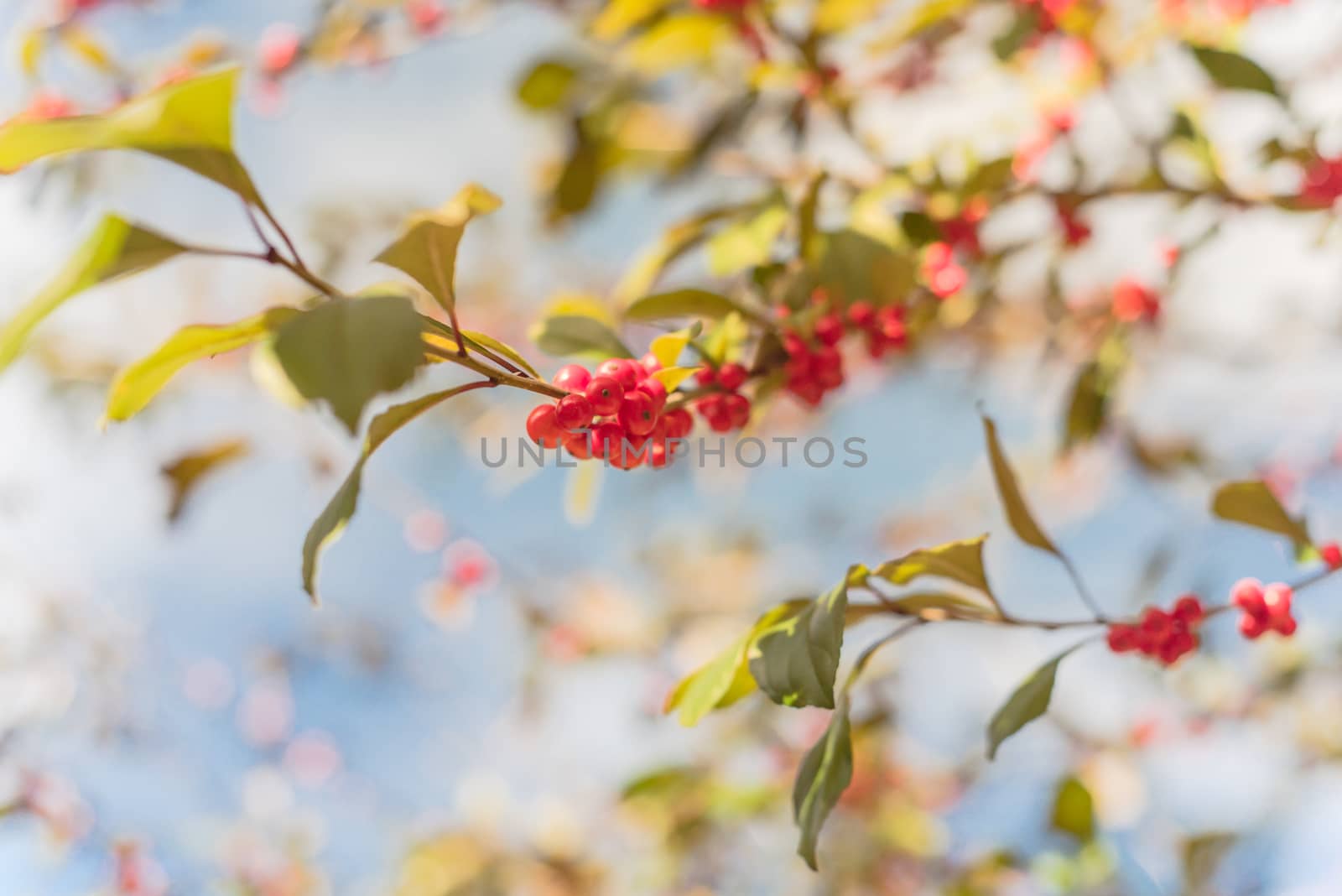 Close-up Ilex Decidua or winter berry, Possum Haw, Deciduous Holly red fruits on large shrub small tree. Blaze of color in the fall in Dallas, Texas.