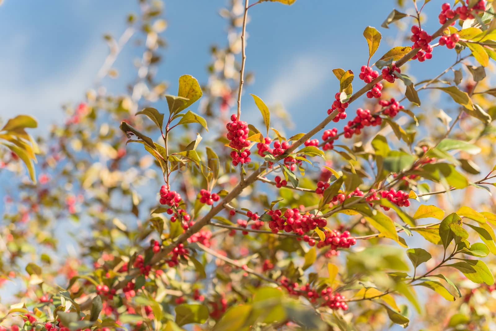 Beautiful Texas Winterberry Ilex Decidua red fruits on tree branches on sunny fall day by trongnguyen