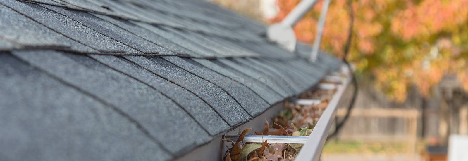 Clogged gutter near roof shingles with colorful fall foliage in background by trongnguyen