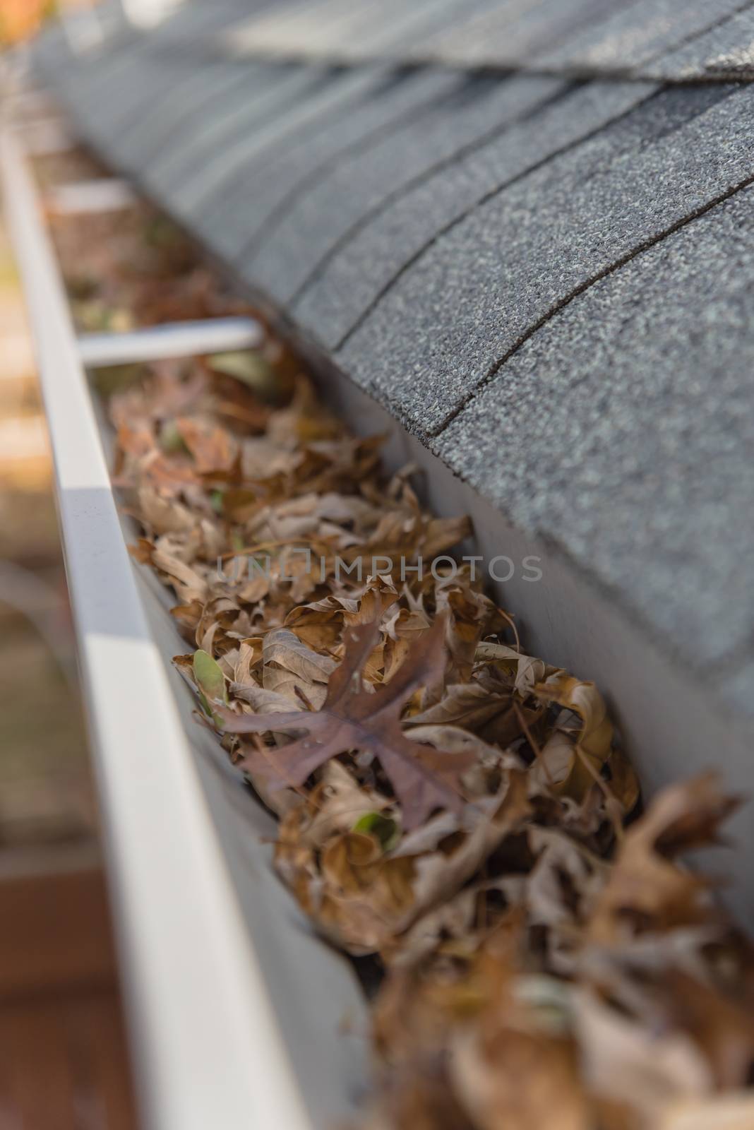 Blocked gutter full of autumn dried leaves and debris clogging in Texas, America by trongnguyen