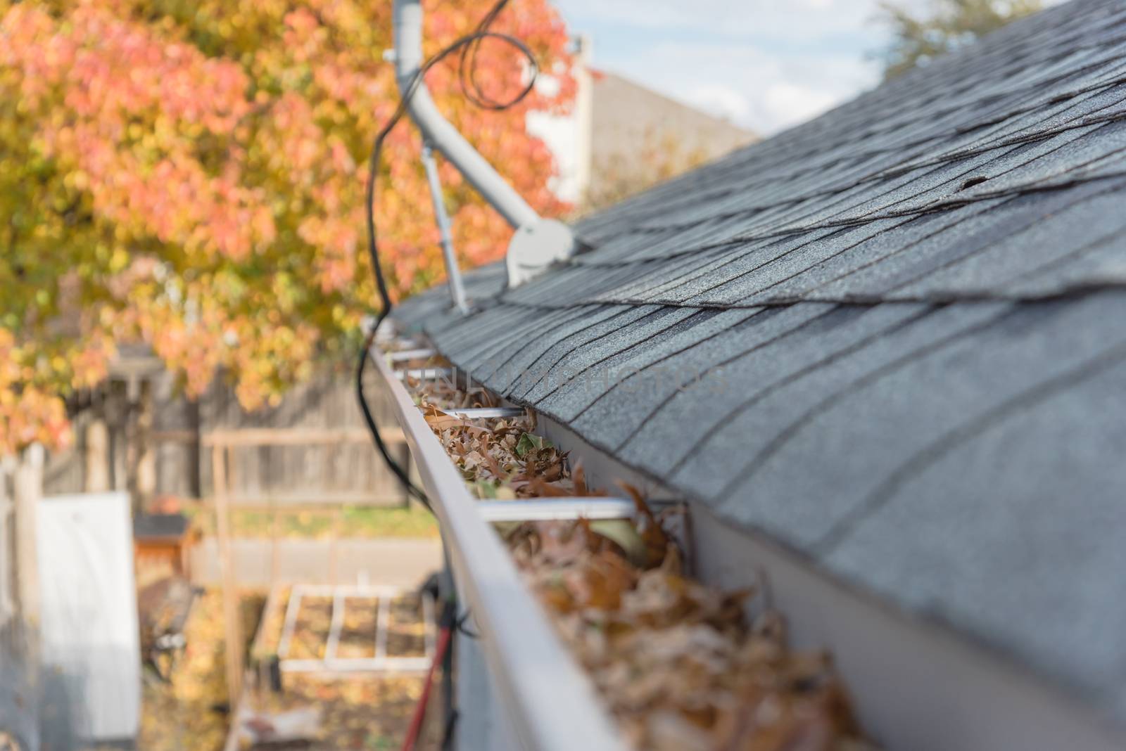 Clogged gutter near roof shingles with colorful fall foliage in background by trongnguyen