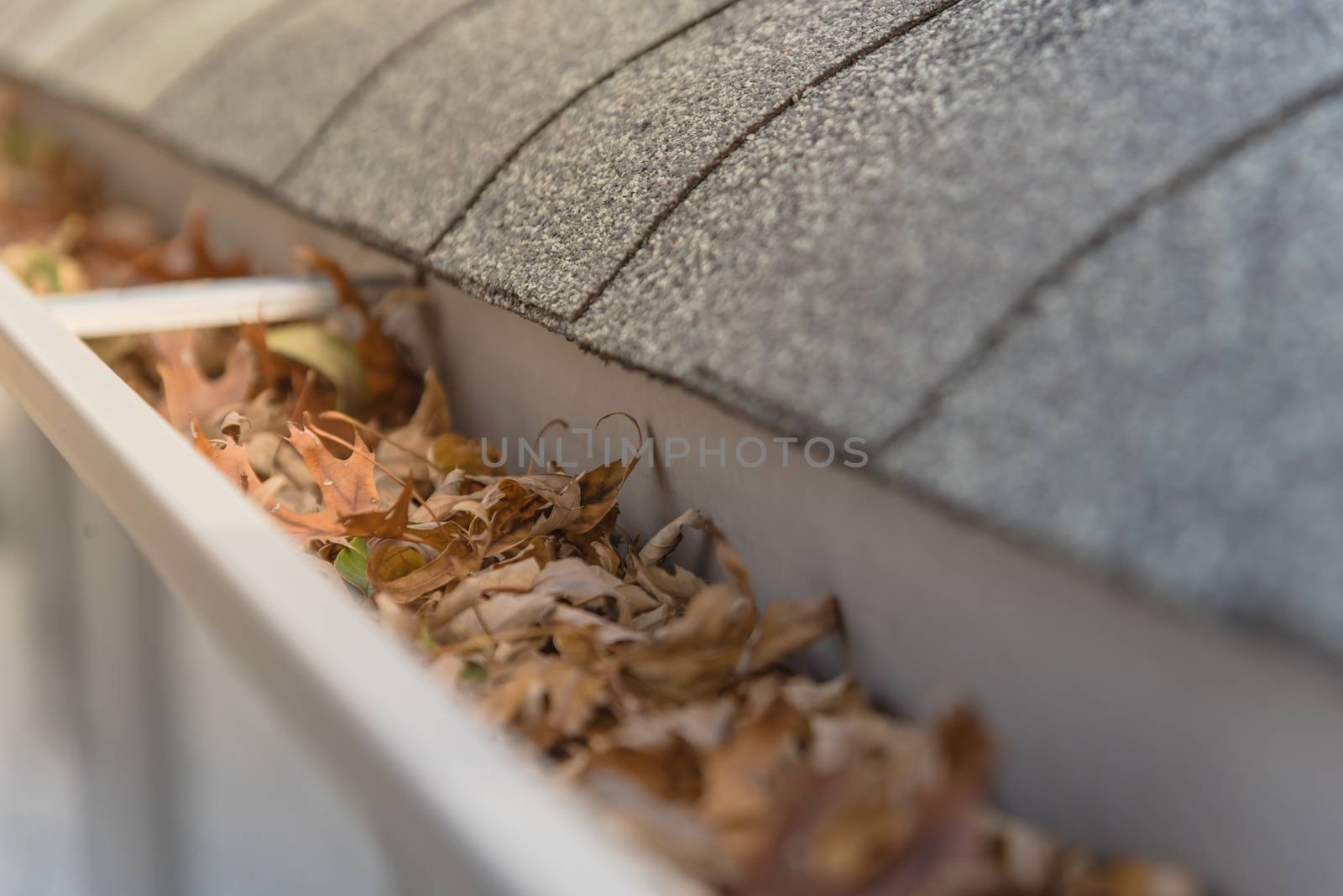 Blocked gutter full of autumn dried leaves and debris clogging in Texas, America by trongnguyen