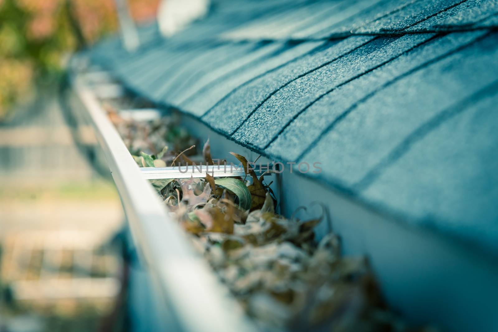 Clogged gutter near roof shingles with colorful fall foliage in background by trongnguyen