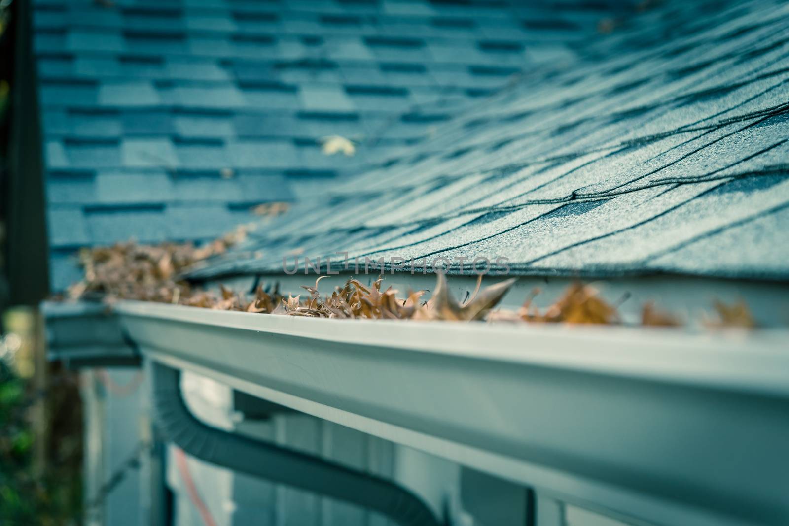 Selective focus clogged gutter near roof shingles of residential house full of dried leaves and dirty need to clean-up. Blocked drain pipe on rooftop. Gutter cleaning and home maintenance concept