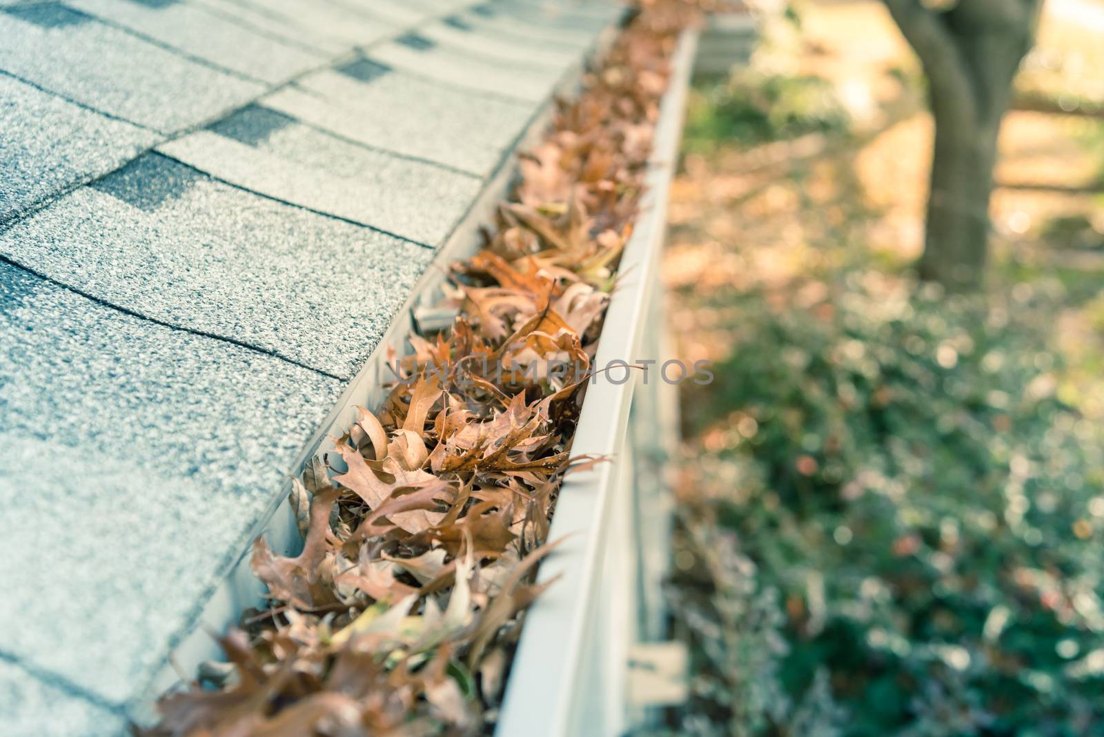 Front yard clogged gutter near roof shingles of residential house full of dried leaves and dirty need to clean-up. Blocked drain pipe on rooftop. Gutter cleaning and home maintenance concept