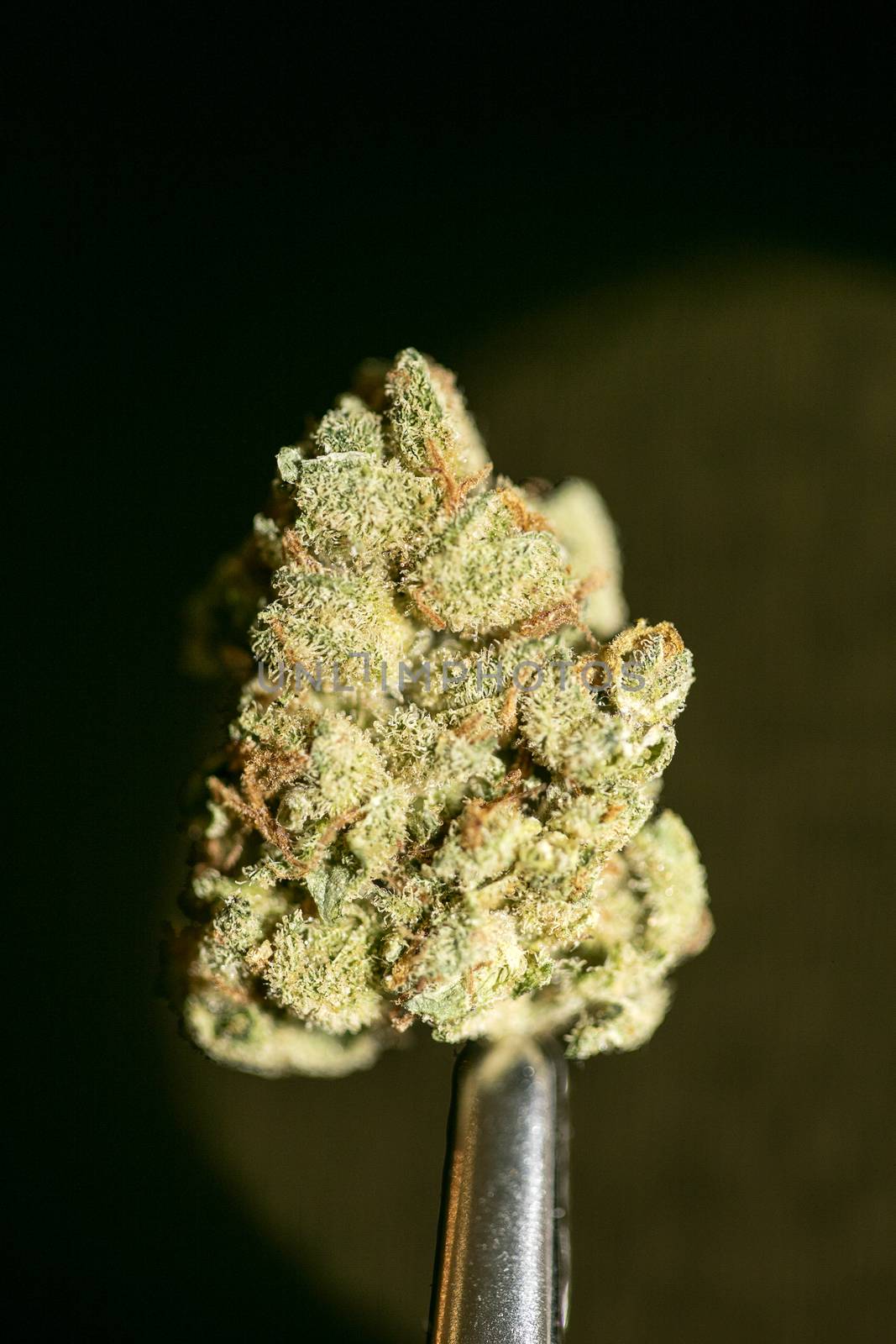 Cannabis macro in black background fifty megapixels