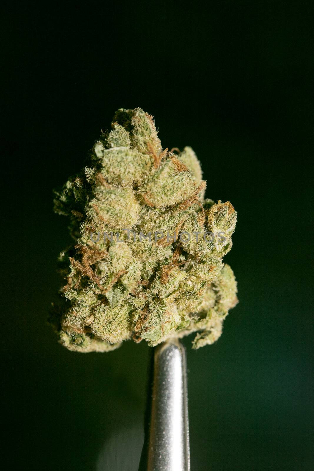 Cannabis macro in black background fifty megapixels