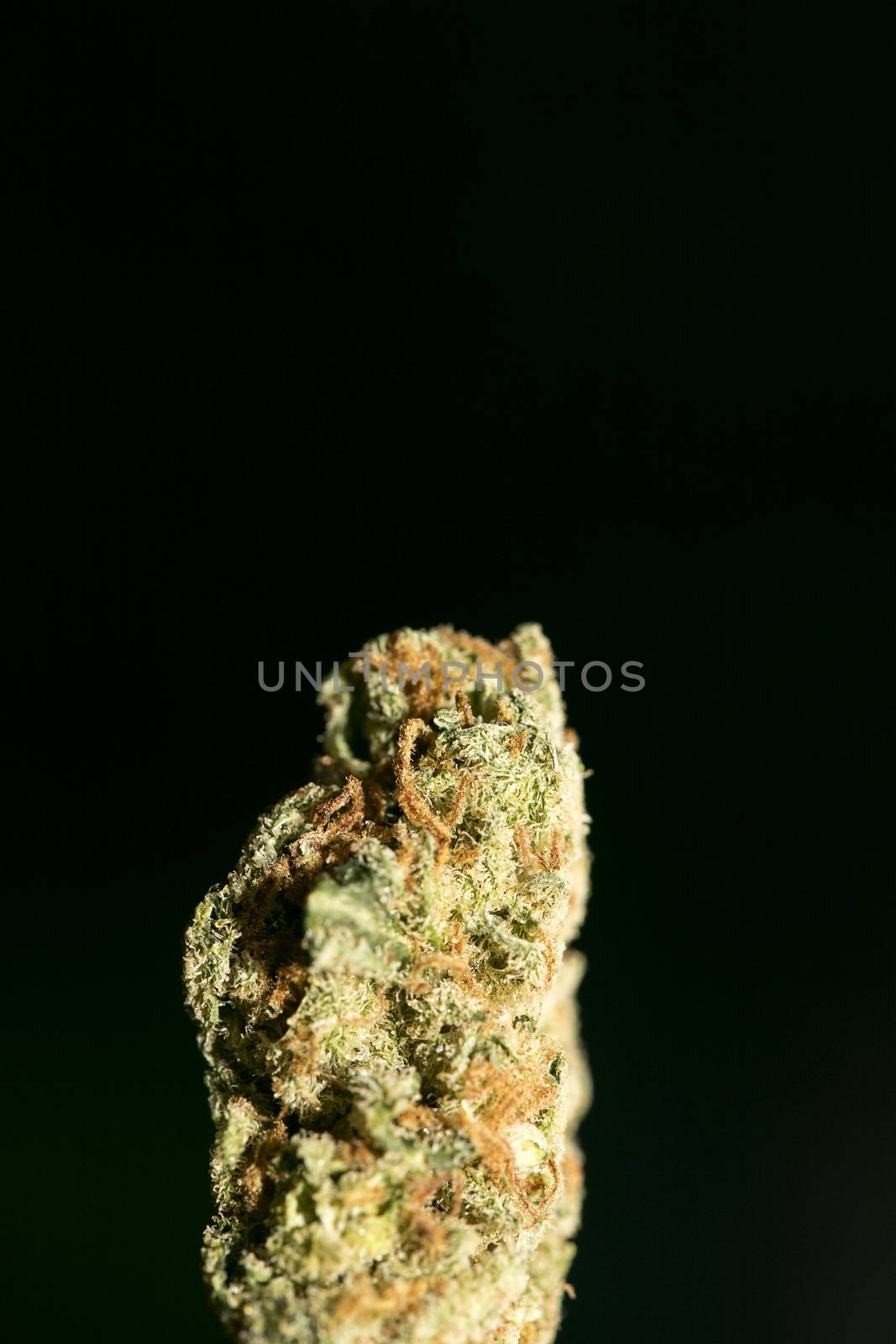 Cannabis macro in black background fifty megapixels