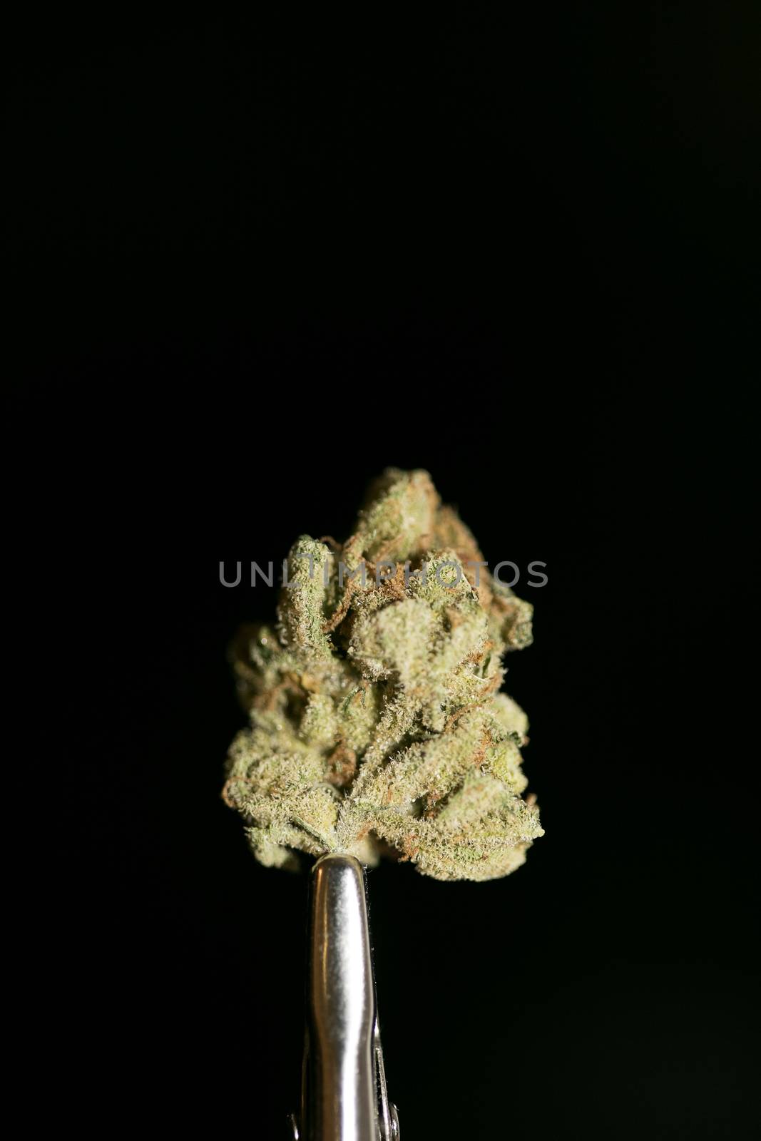 Cannabis macro in black background fifty megapixels