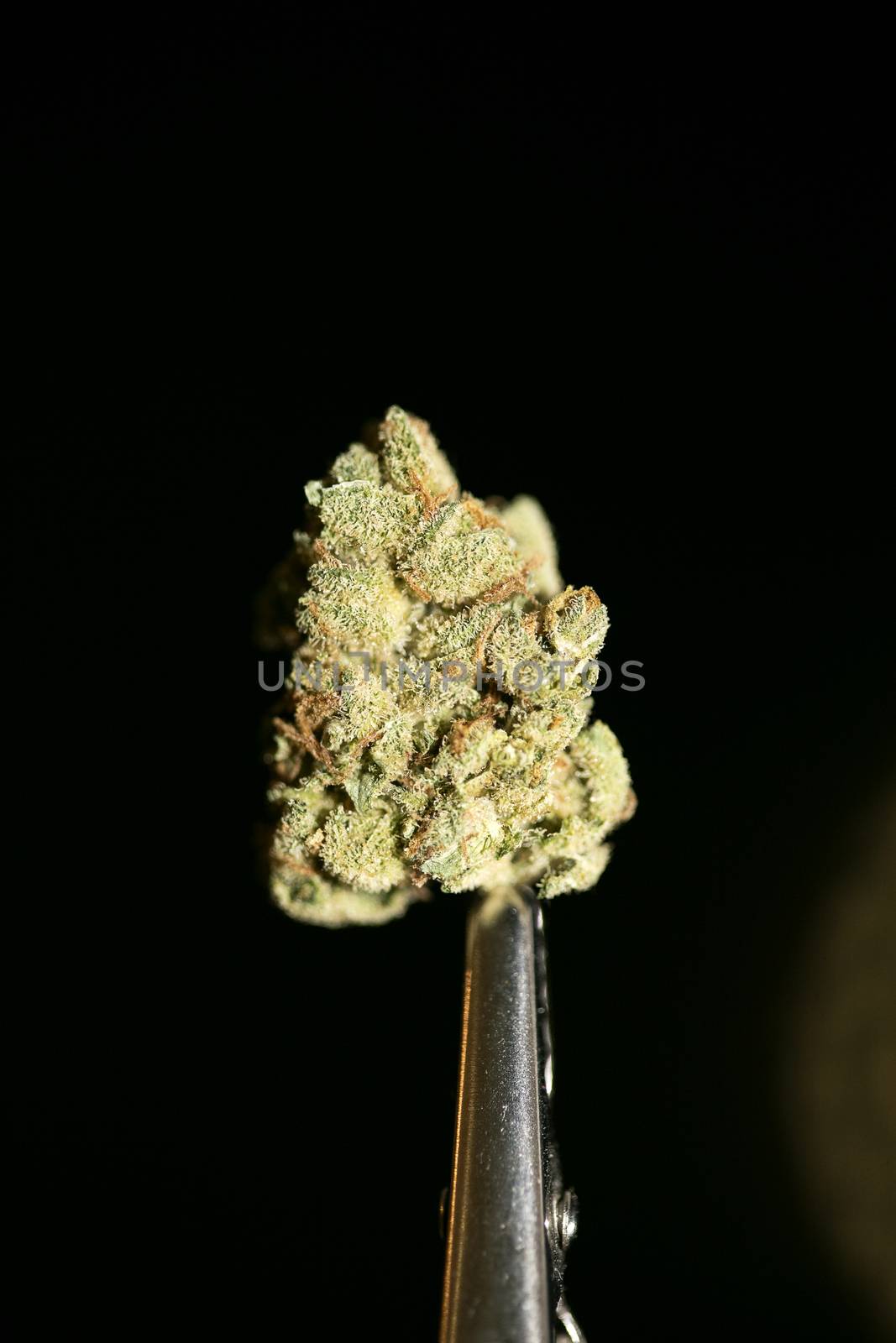 Cannabis macro in black background fifty megapixels