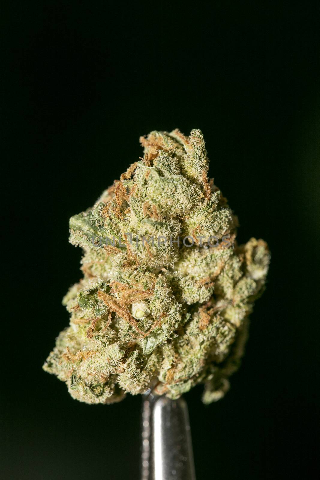 Cannabis macro in black background fifty megapixels